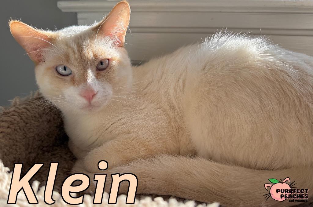 Klein, a Adoptable mixed breed in Douglasville, GA image 4/6