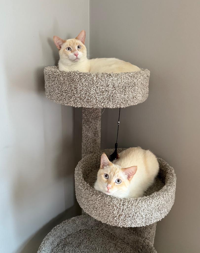 Klein, a Adoptable mixed breed in Douglasville, GA image 5/6