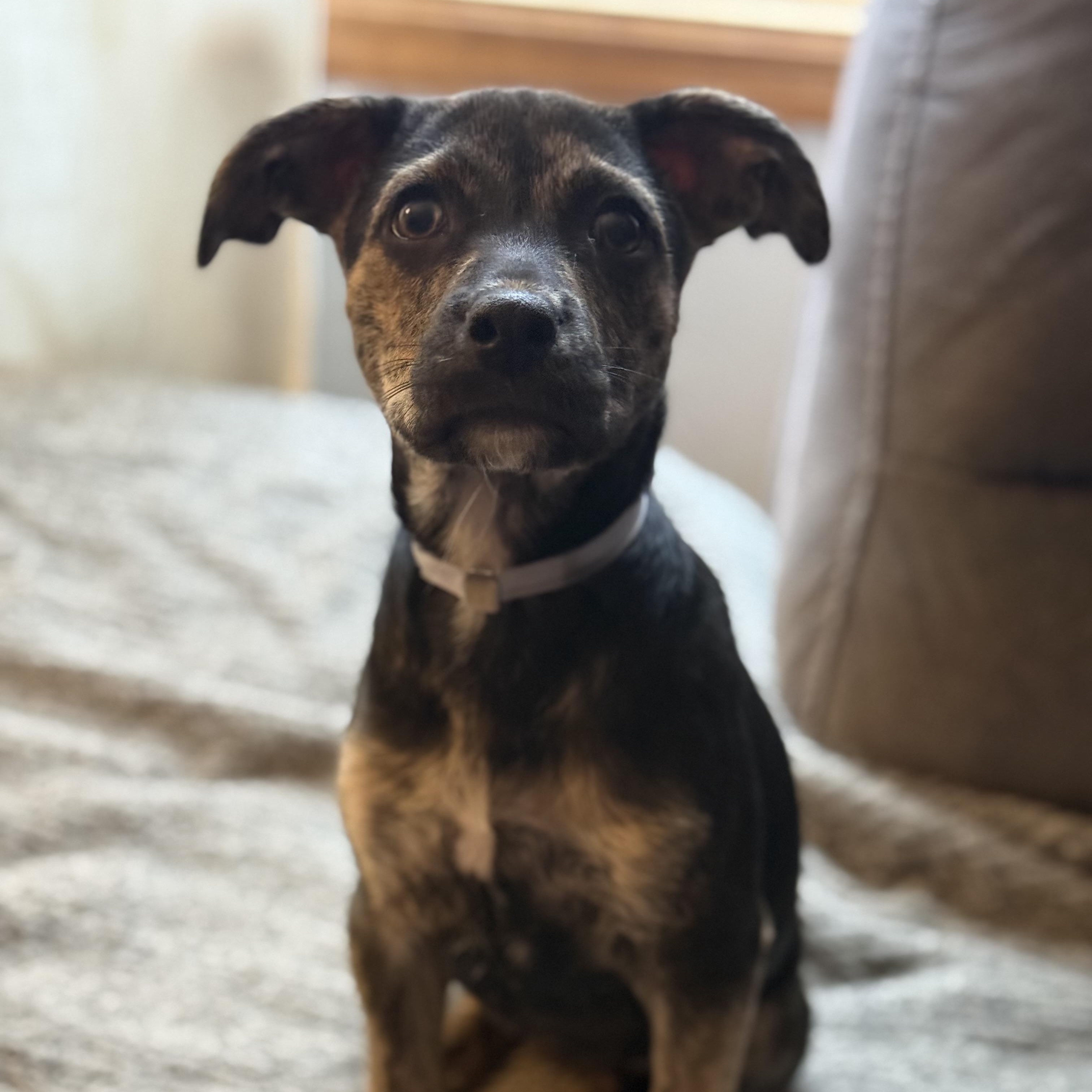 Enlarge Pippa, a Adoptable mixed breed in Dubuque, IA image 4/6