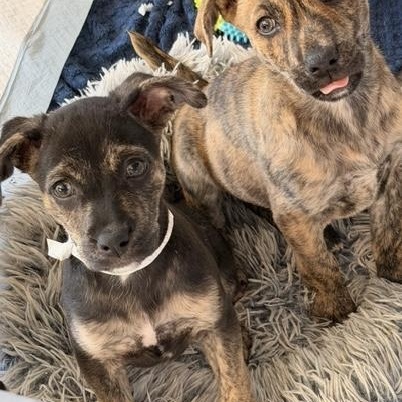 Enlarge Pippa, a Adoptable mixed breed in Dubuque, IA image 3/6