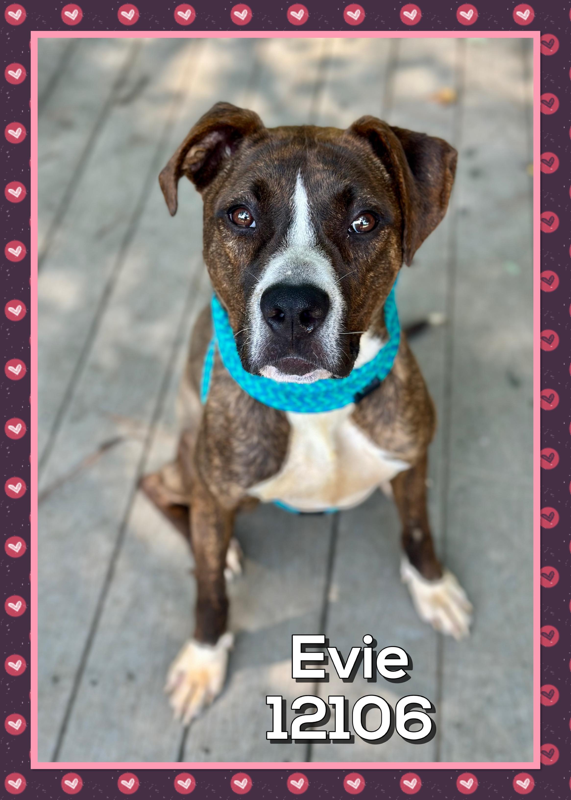 EVIE