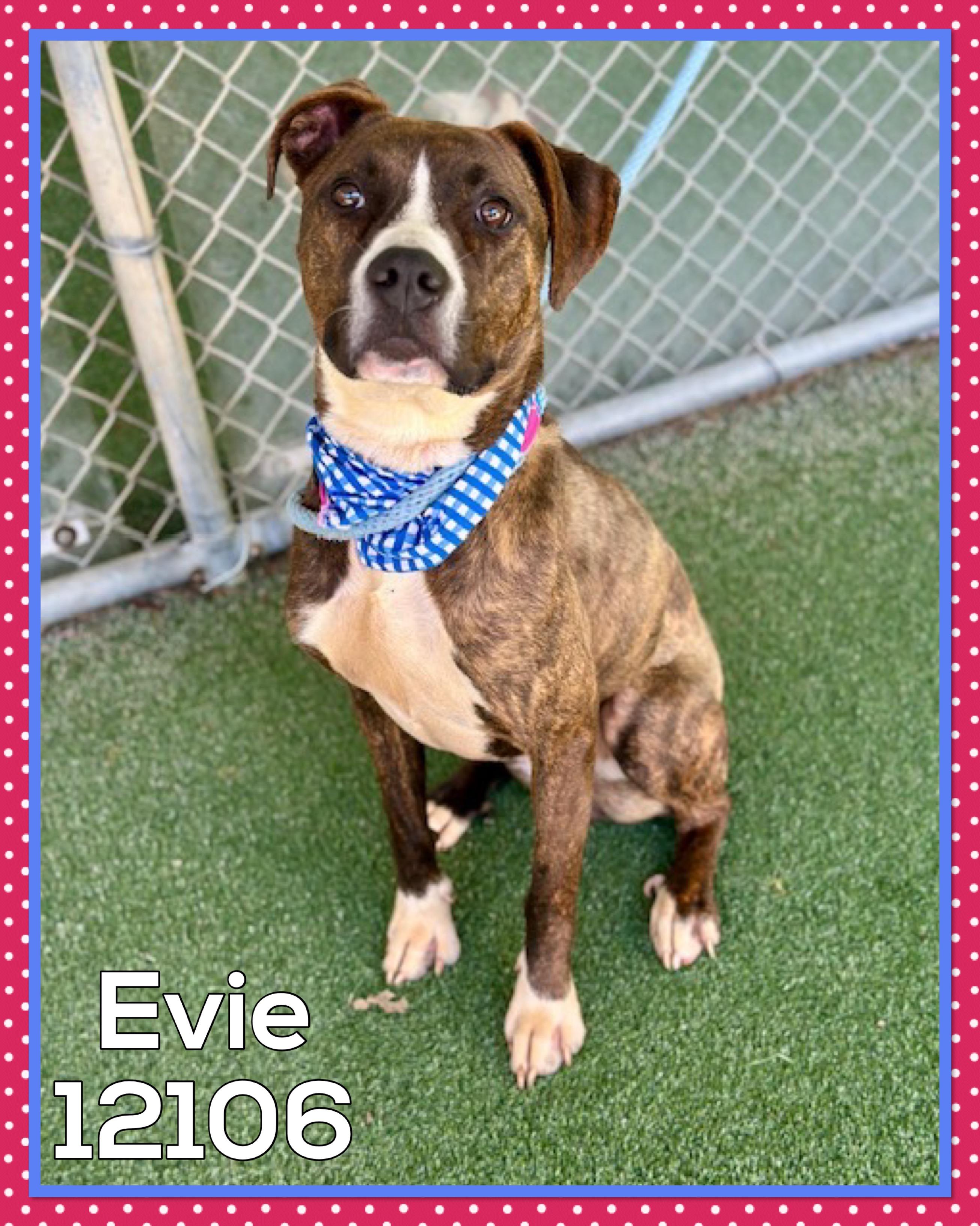 EVIE