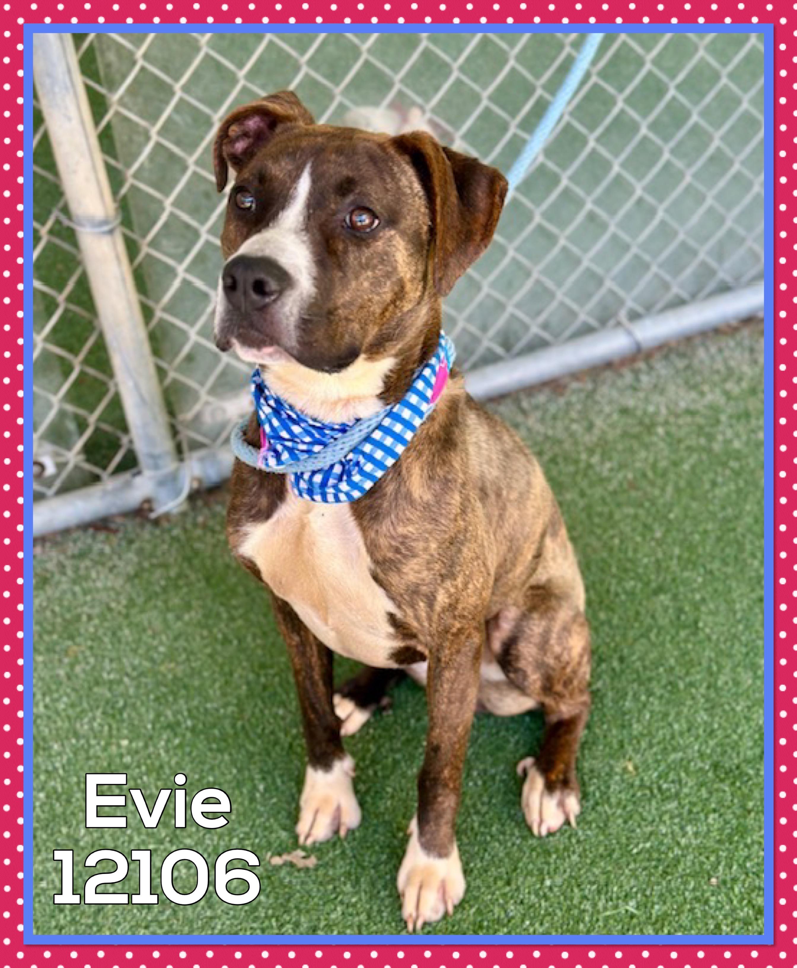 EVIE