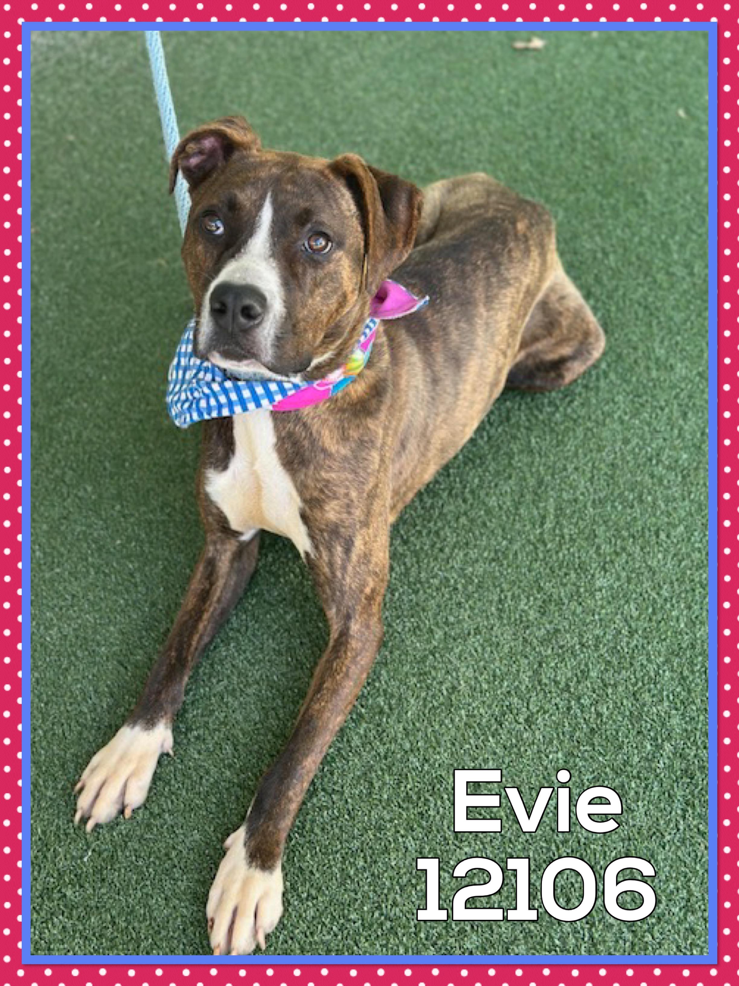 EVIE
