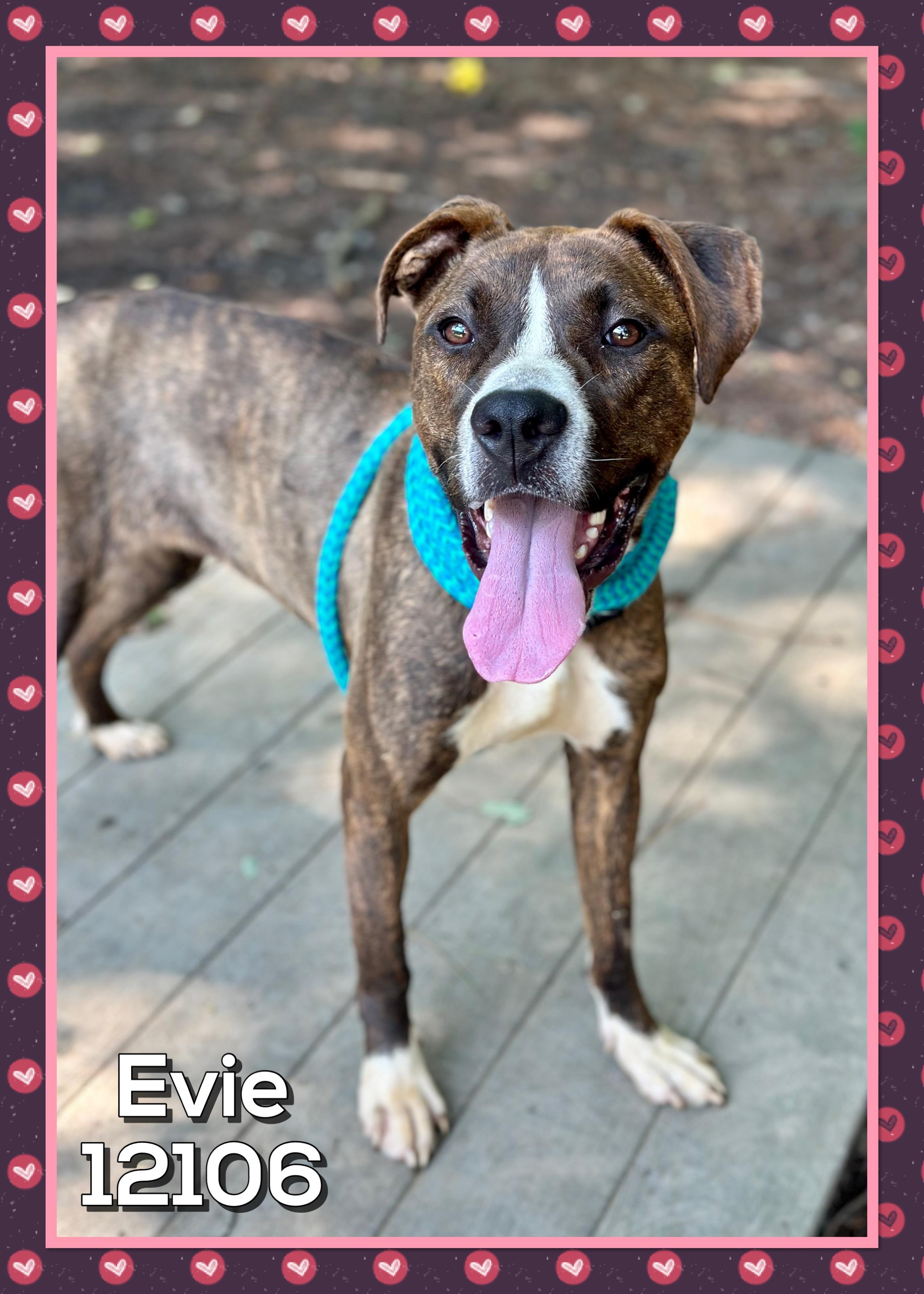 EVIE
