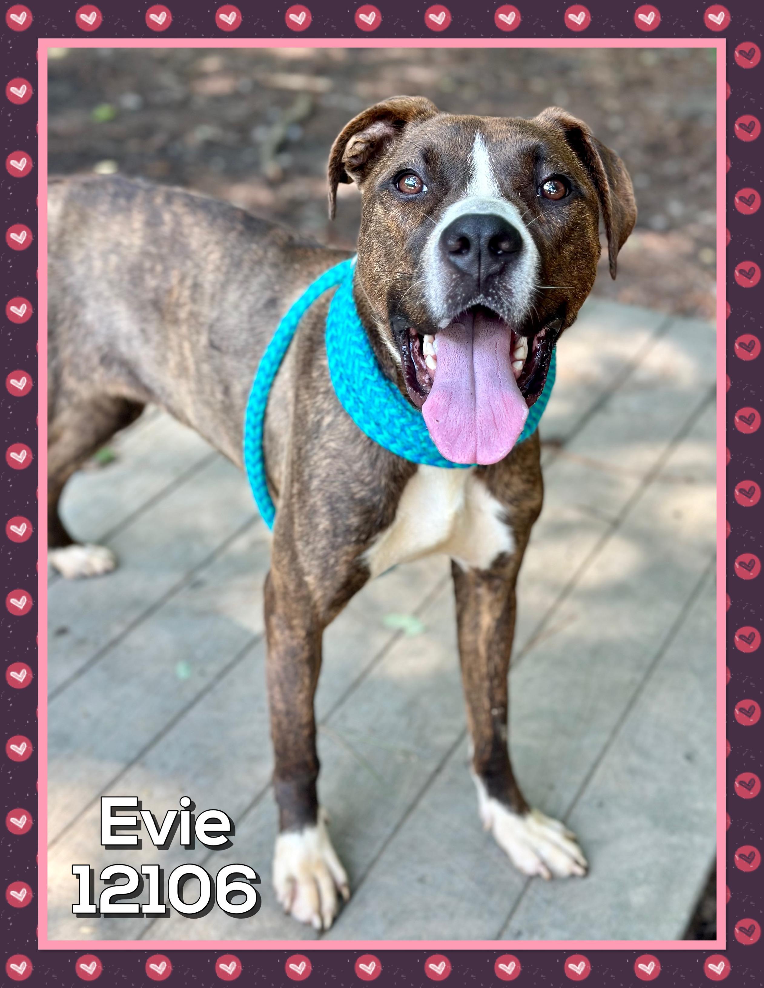 EVIE
