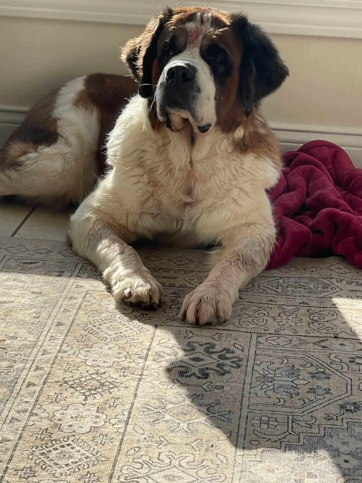 Melody, ADOPTABLE, Senior Female Saint Bernard.