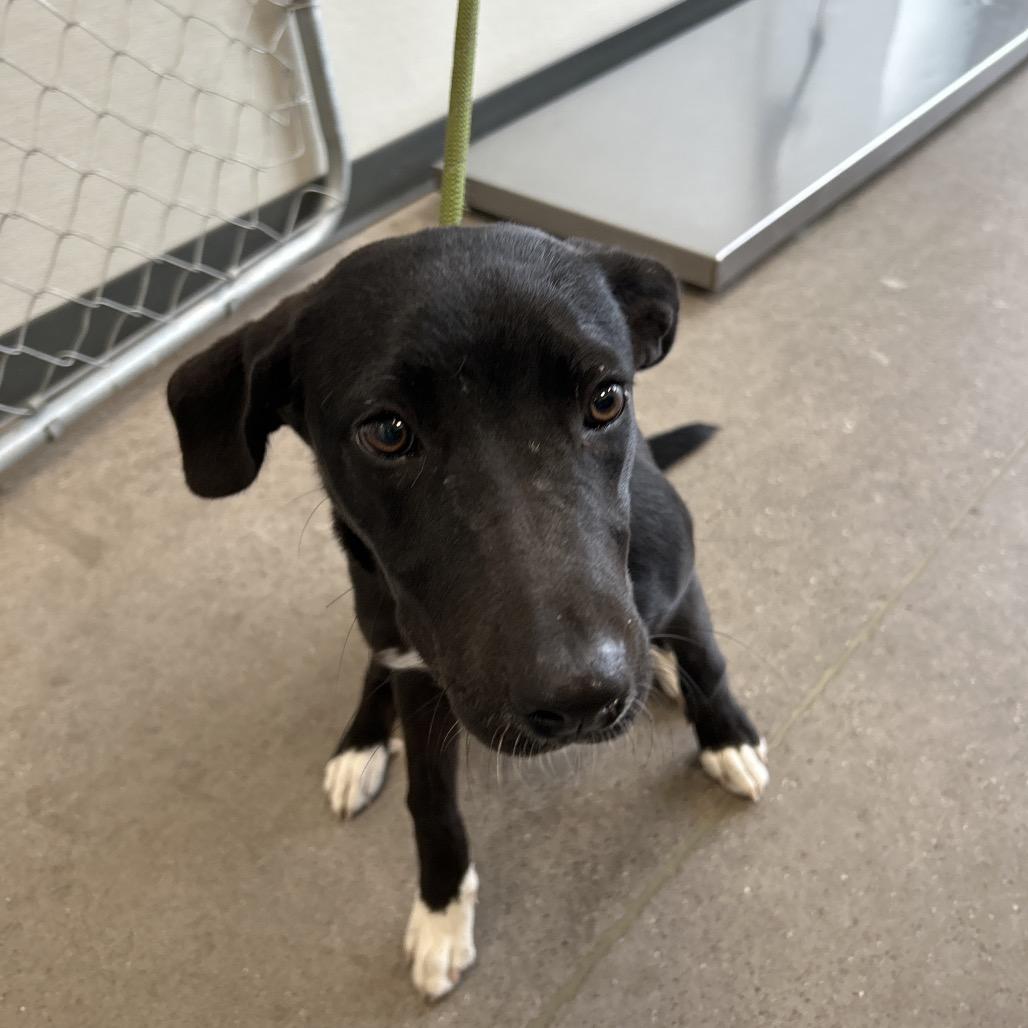 Enlarge Gabby, a Adoptable Mixed Breed in Las Cruces, NM image 1/6