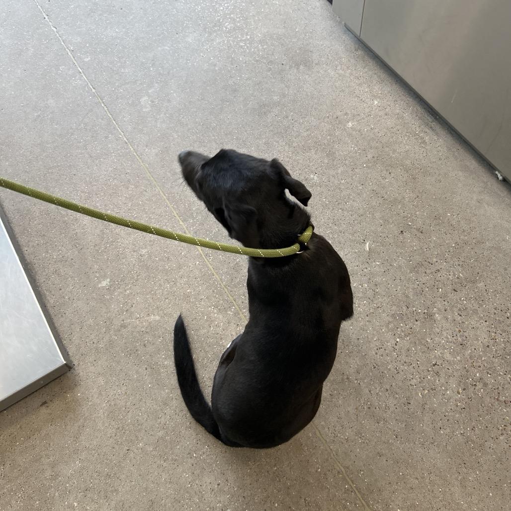 Enlarge Gabby, a Adoptable Mixed Breed in Las Cruces, NM image 2/6