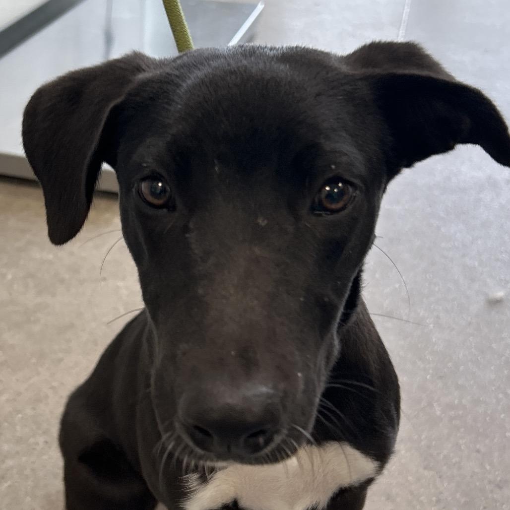 Enlarge Gabby, a Adoptable Mixed Breed in Las Cruces, NM image 3/6