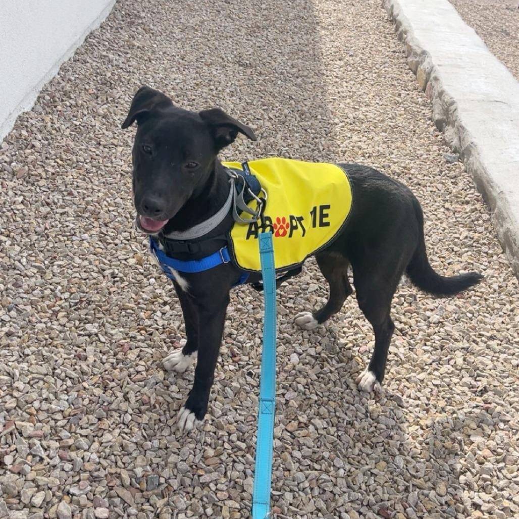 Enlarge Gabby, a Adoptable Mixed Breed in Las Cruces, NM image 4/6