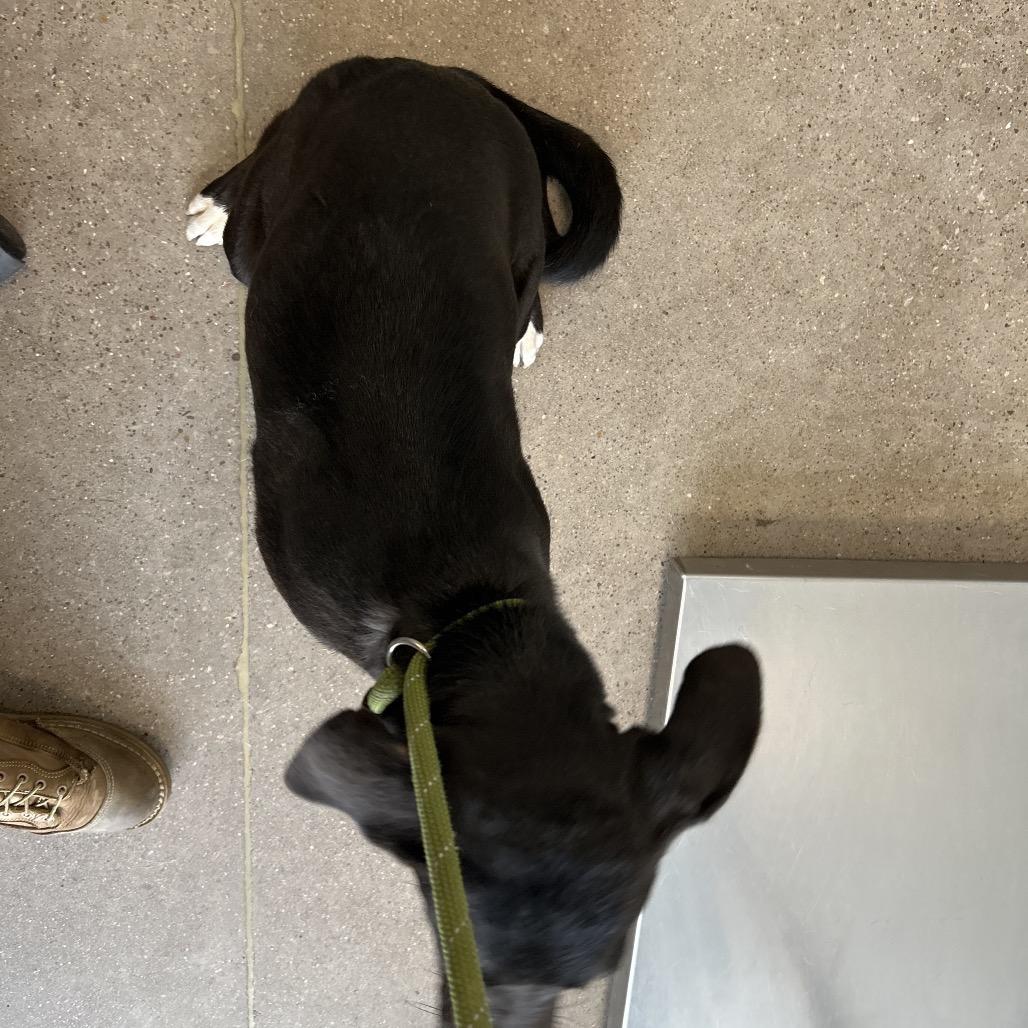 Enlarge Gabby, a Adoptable Mixed Breed in Las Cruces, NM image 5/6