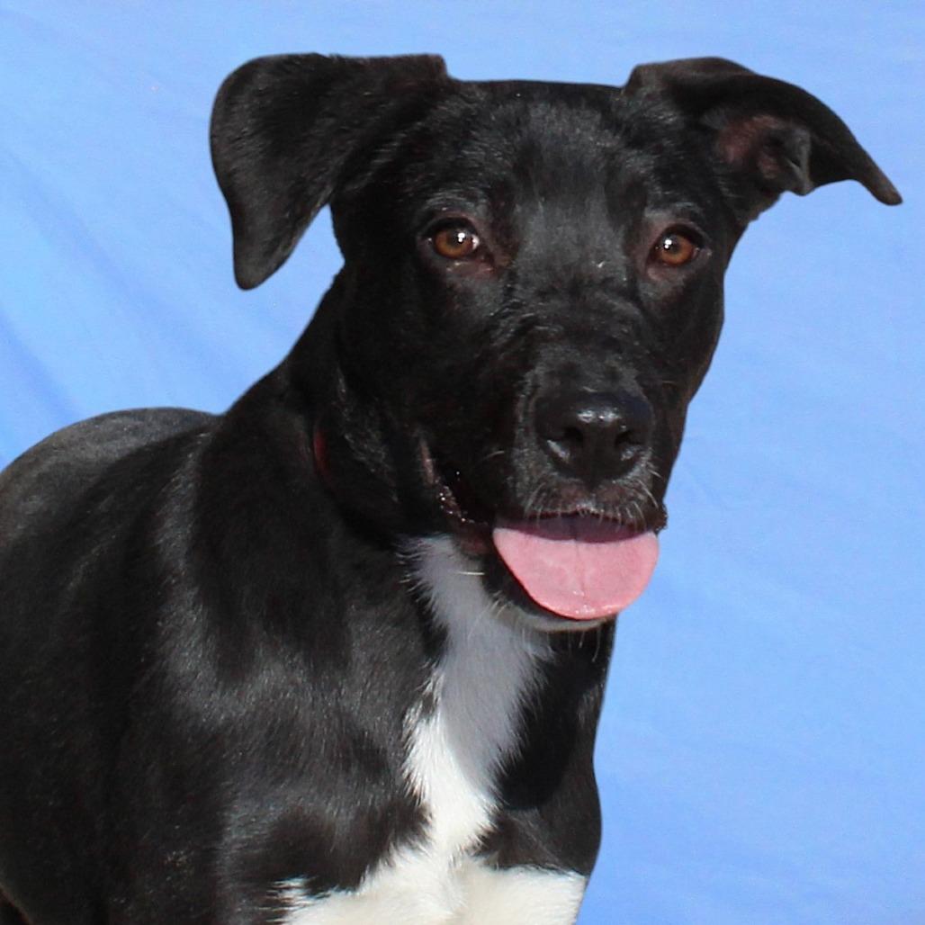 Enlarge Gabby, a Adoptable Mixed Breed in Las Cruces, NM image 6/6