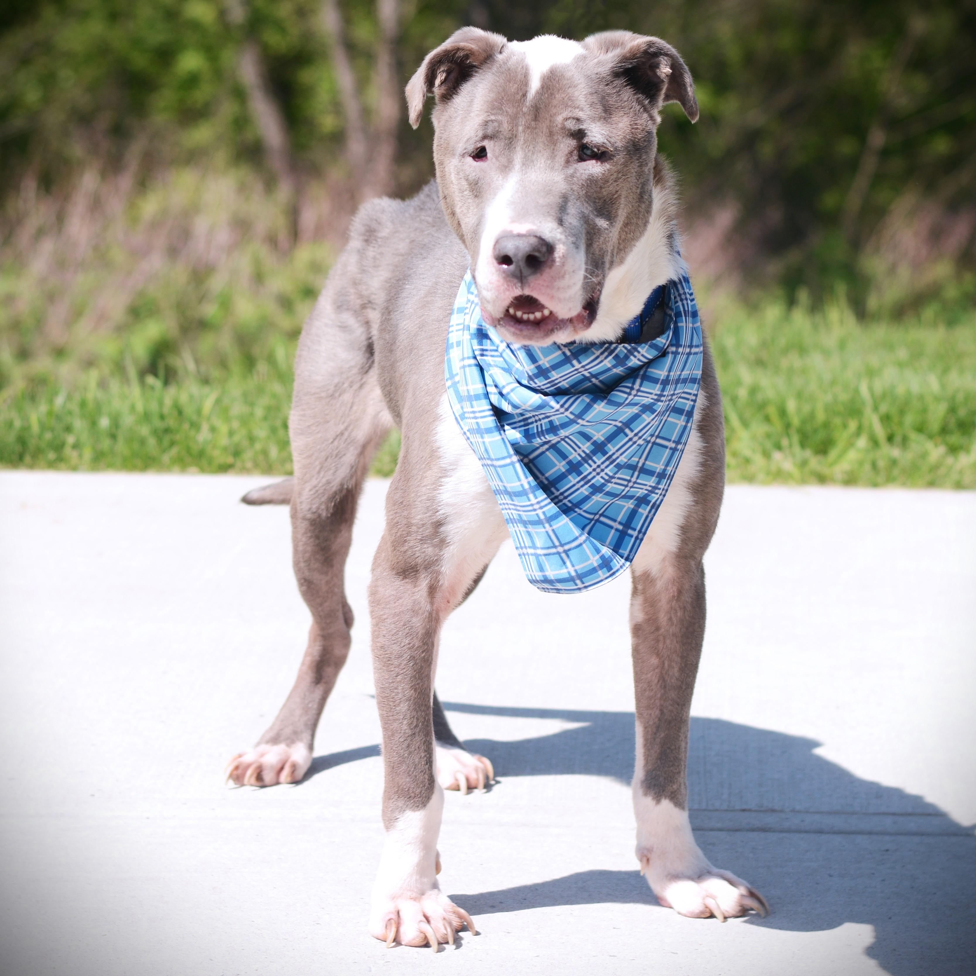 Enlarge Buster, an adoptable mixed breed in Amsterdam, NY image 2/2