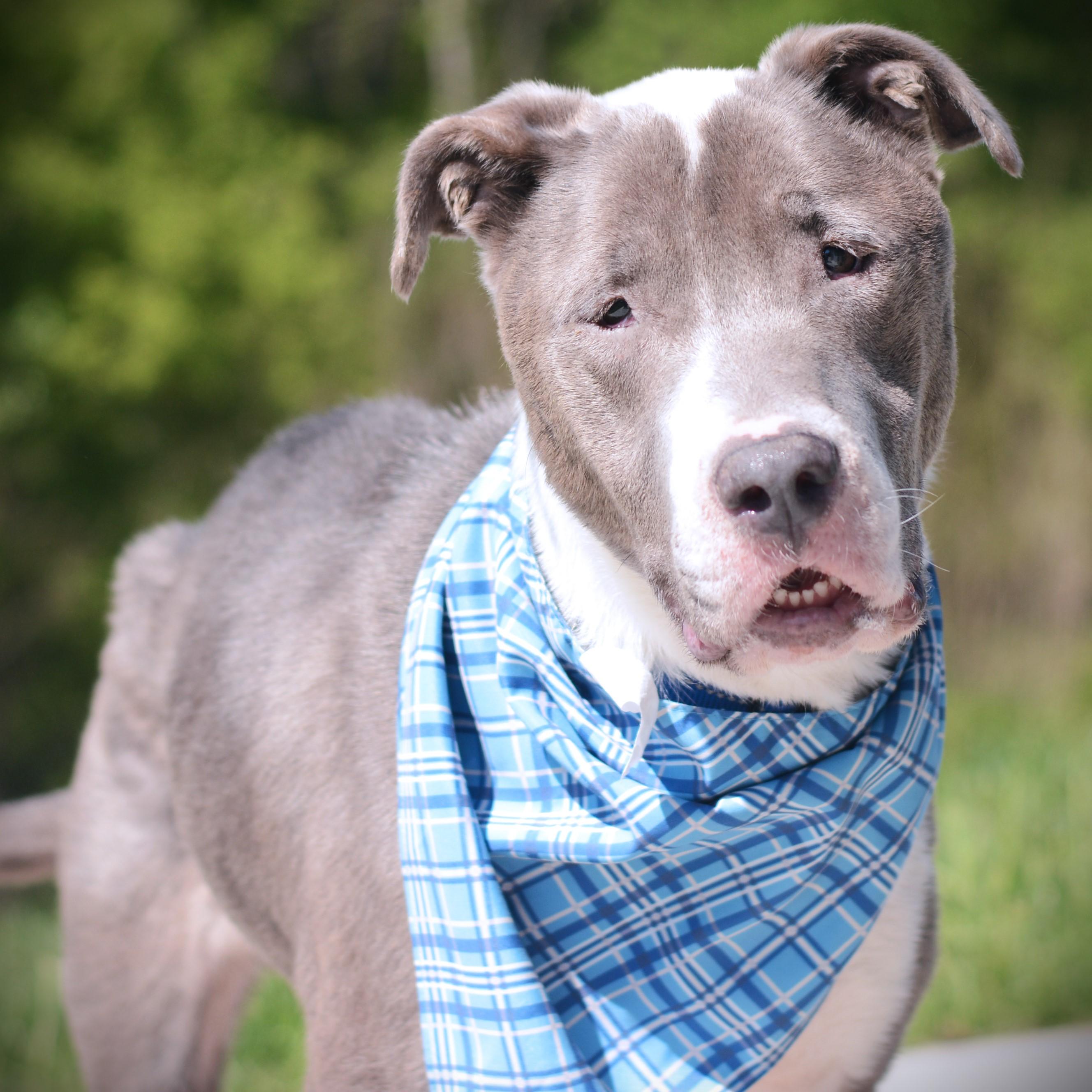 Enlarge Buster, an adoptable mixed breed in Amsterdam, NY image 1/2