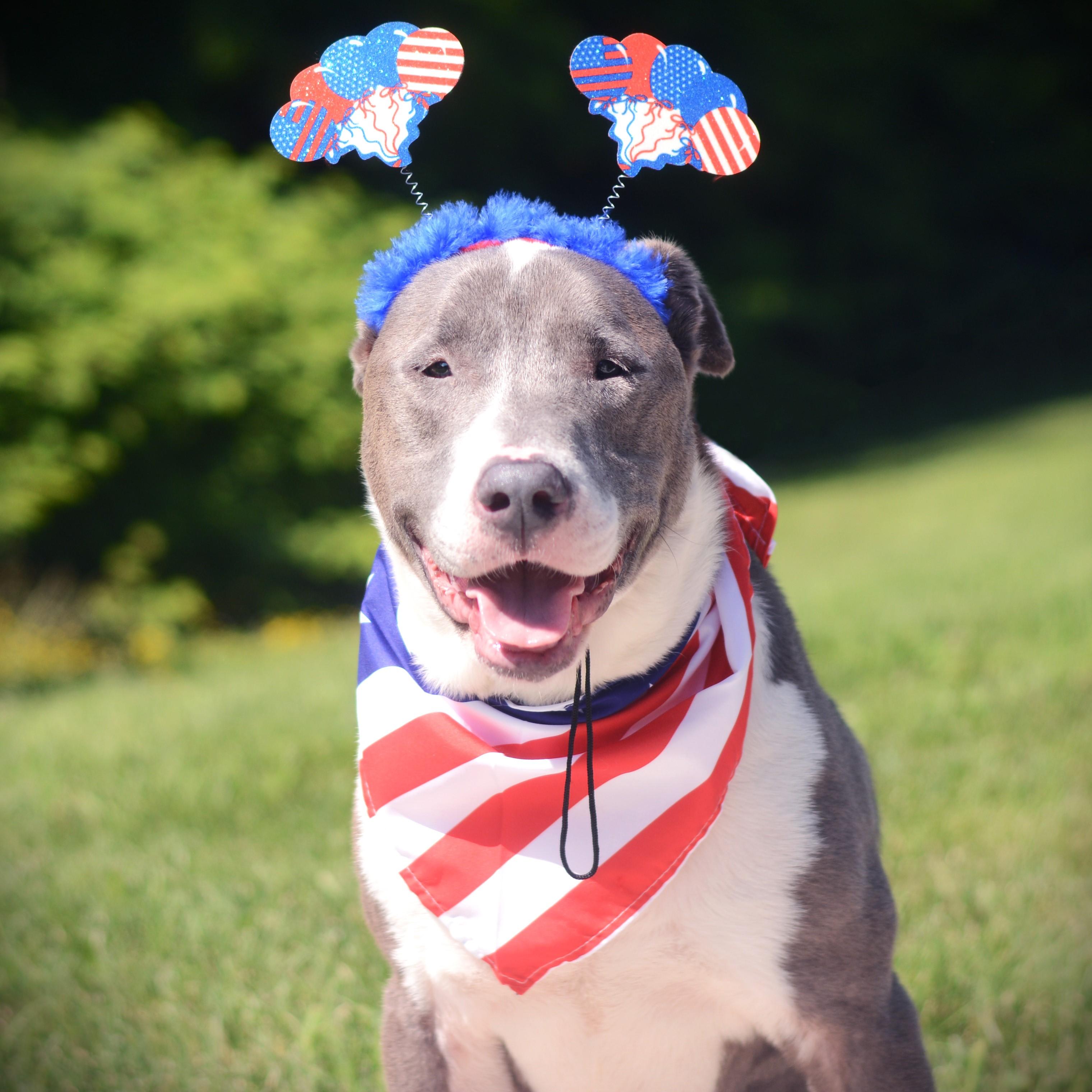 Buster, an adoptable mixed breed in Amsterdam, NY image 1/3