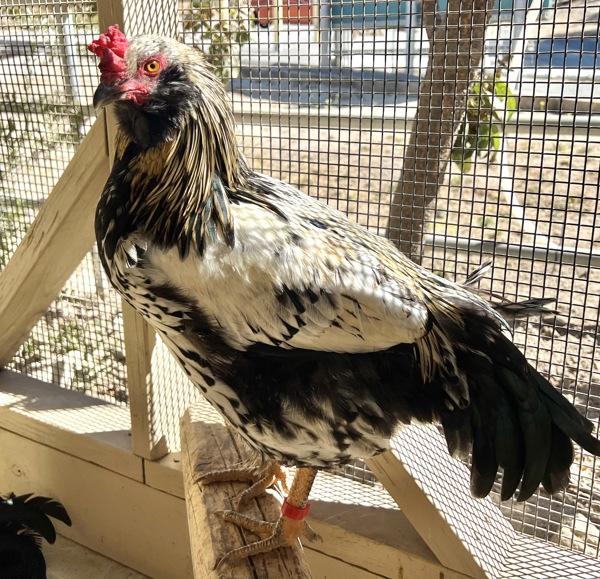 Jack, Adoptable, Adult Male Chicken.