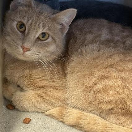 Sandy, Adoptable, Young Male Domestic Short Hair.