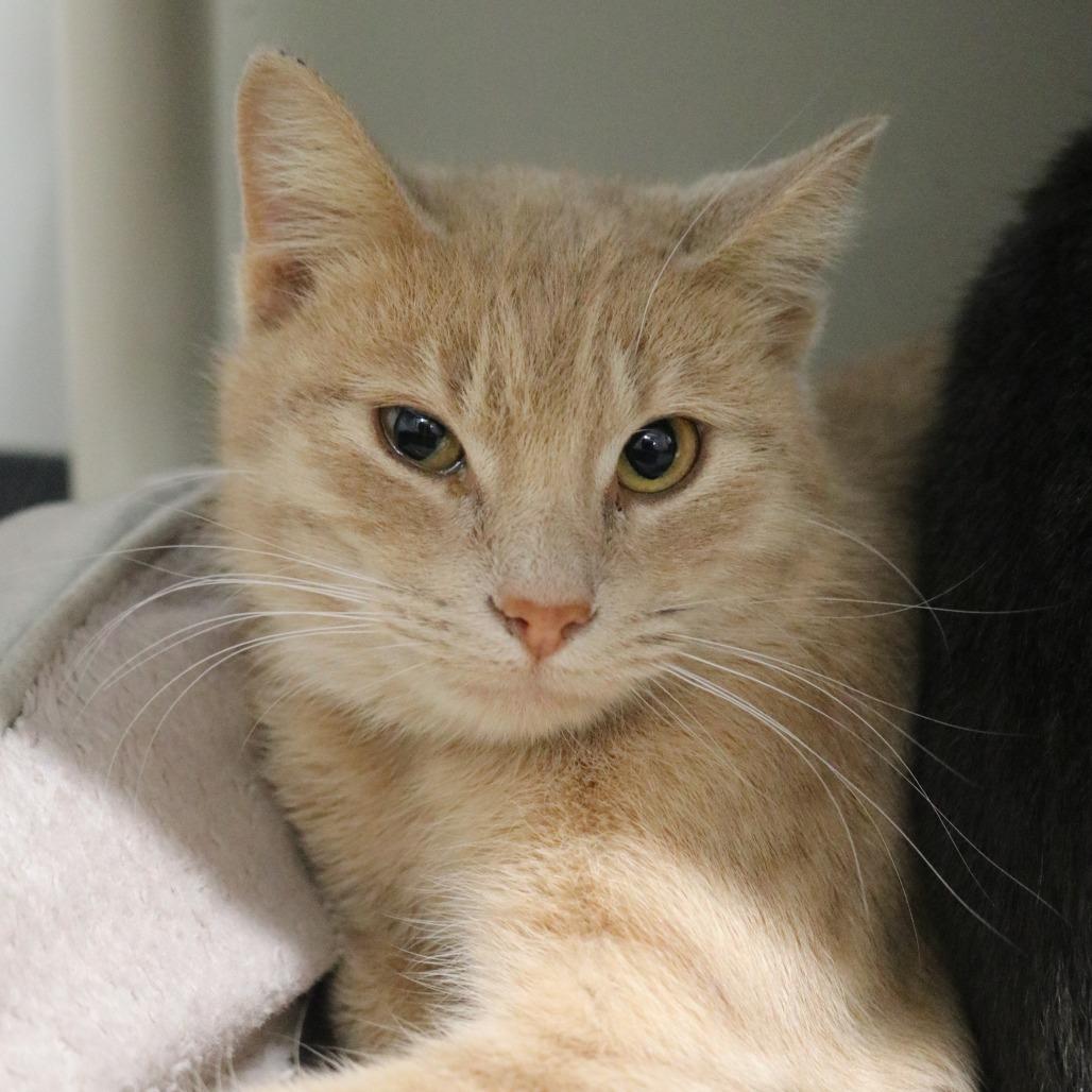 Enlarge Sandy, a Adoptable Domestic Short Hair in Saint Cloud, MN image 2/6