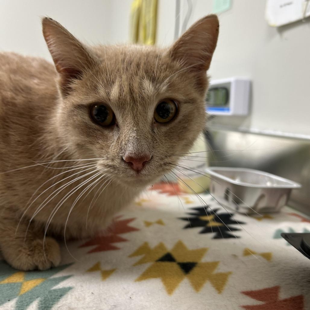 Enlarge Sandy, a Adoptable Domestic Short Hair in Saint Cloud, MN image 3/6