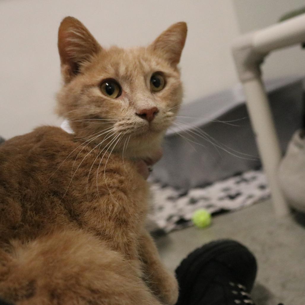 Enlarge Sandy, a Adoptable Domestic Short Hair in Saint Cloud, MN image 4/6