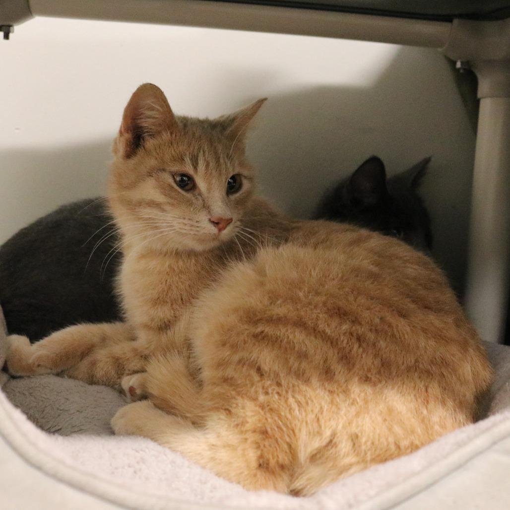 Enlarge Sandy, a Adoptable Domestic Short Hair in Saint Cloud, MN image 5/6