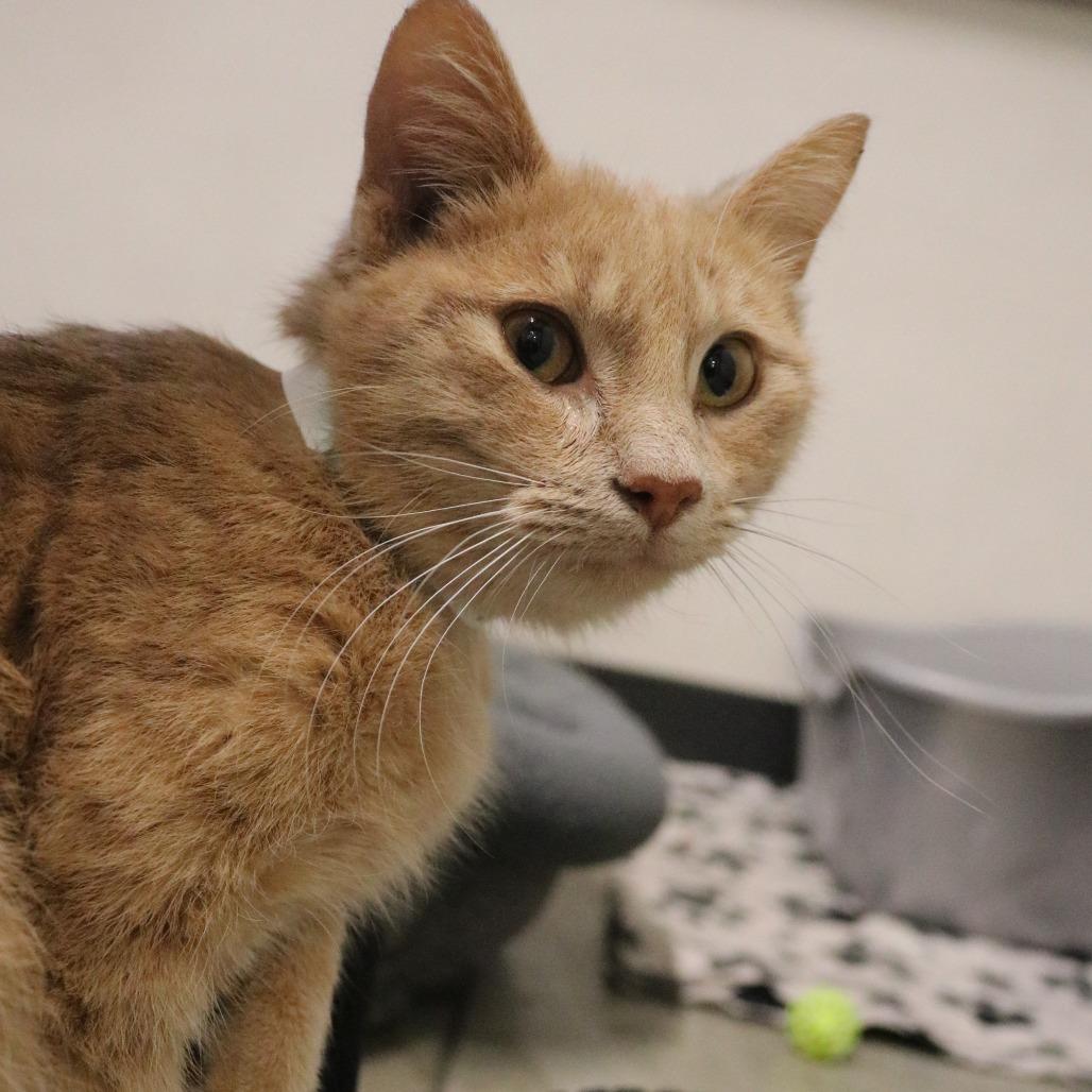 Enlarge Sandy, a Adoptable Domestic Short Hair in Saint Cloud, MN image 6/6