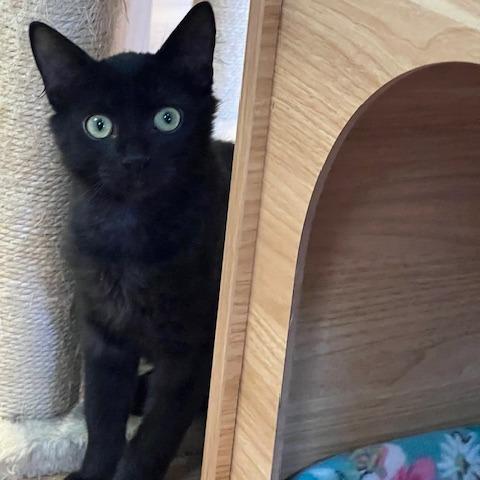 Shadow, Adoptable, Kitten Male Domestic Medium Hair.