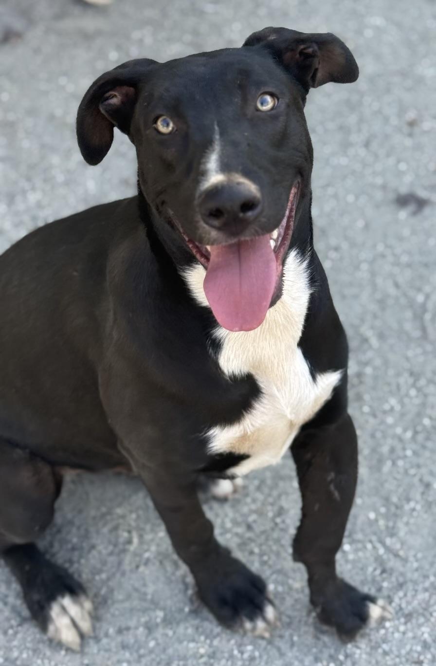 Chopper, Adoptable, Puppy Male Belgian Shepherd / Malinois.