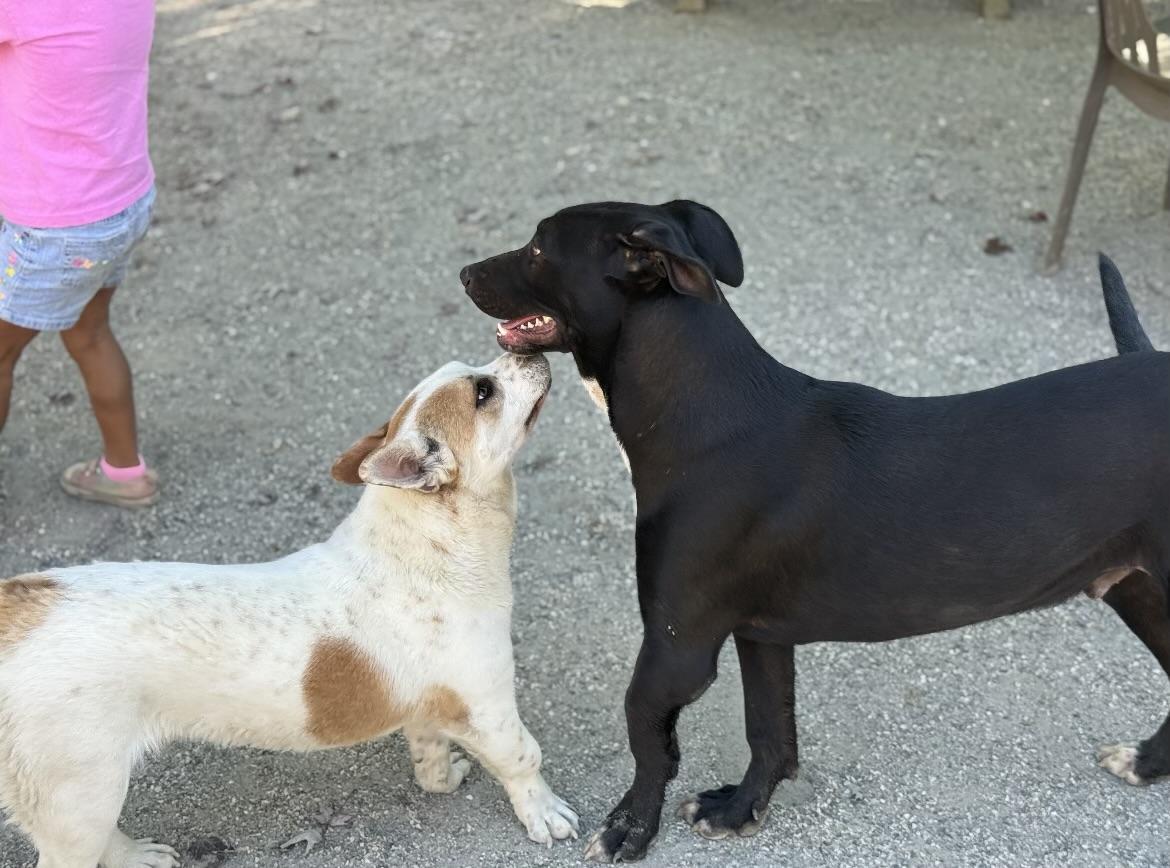 Enlarge Chopper, a Adoptable mixed breed in Rough And Ready, CA image 2/6