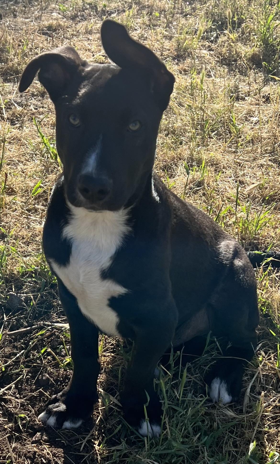 Enlarge Chopper, a Adoptable mixed breed in Rough And Ready, CA image 6/6