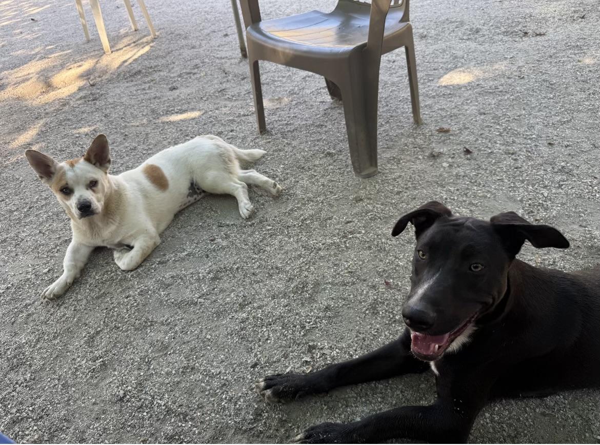 Enlarge Chopper, a Adoptable mixed breed in Rough And Ready, CA image 3/6