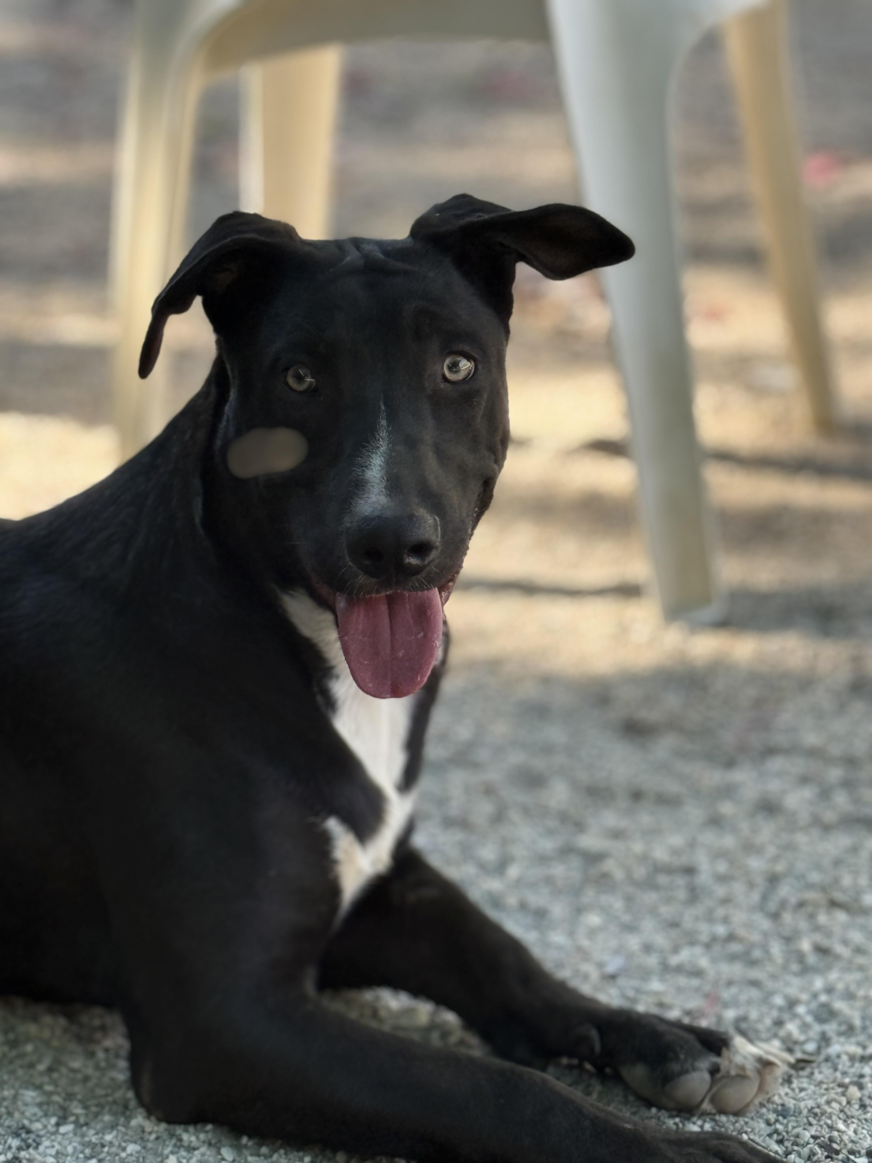 Enlarge Chopper, a Adoptable mixed breed in Rough And Ready, CA image 4/6