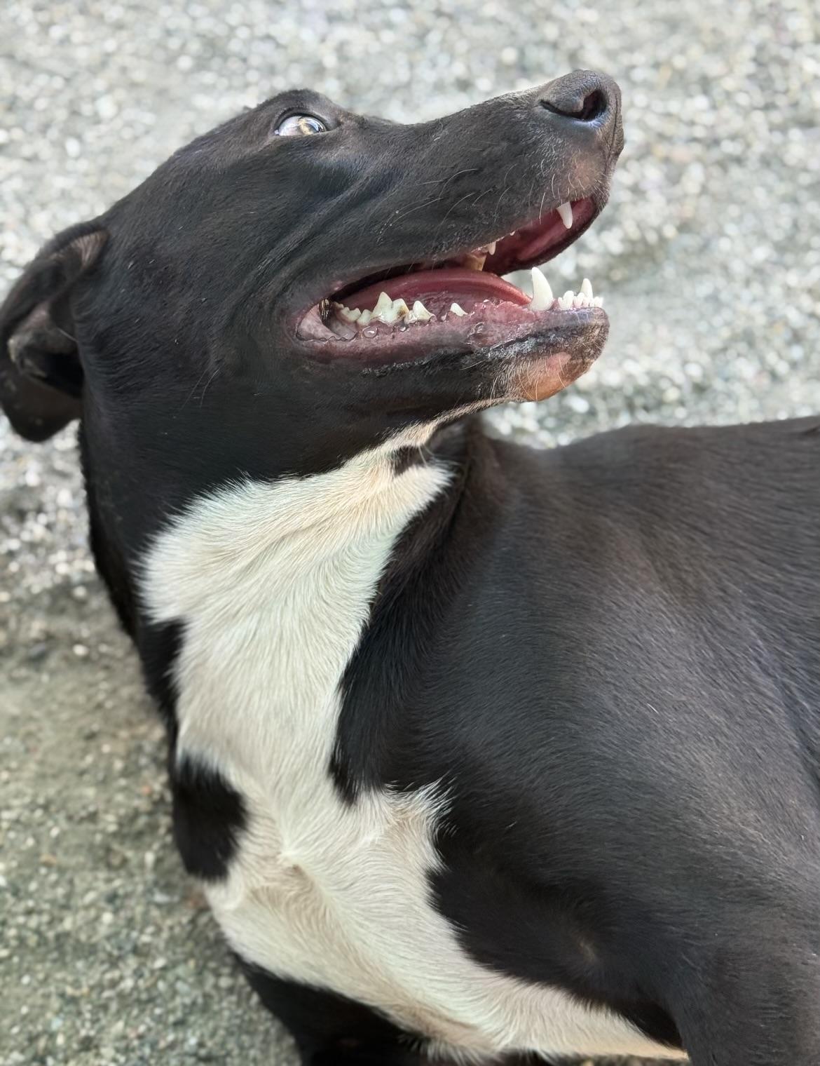 Enlarge Chopper, a Adoptable mixed breed in Rough And Ready, CA image 5/6