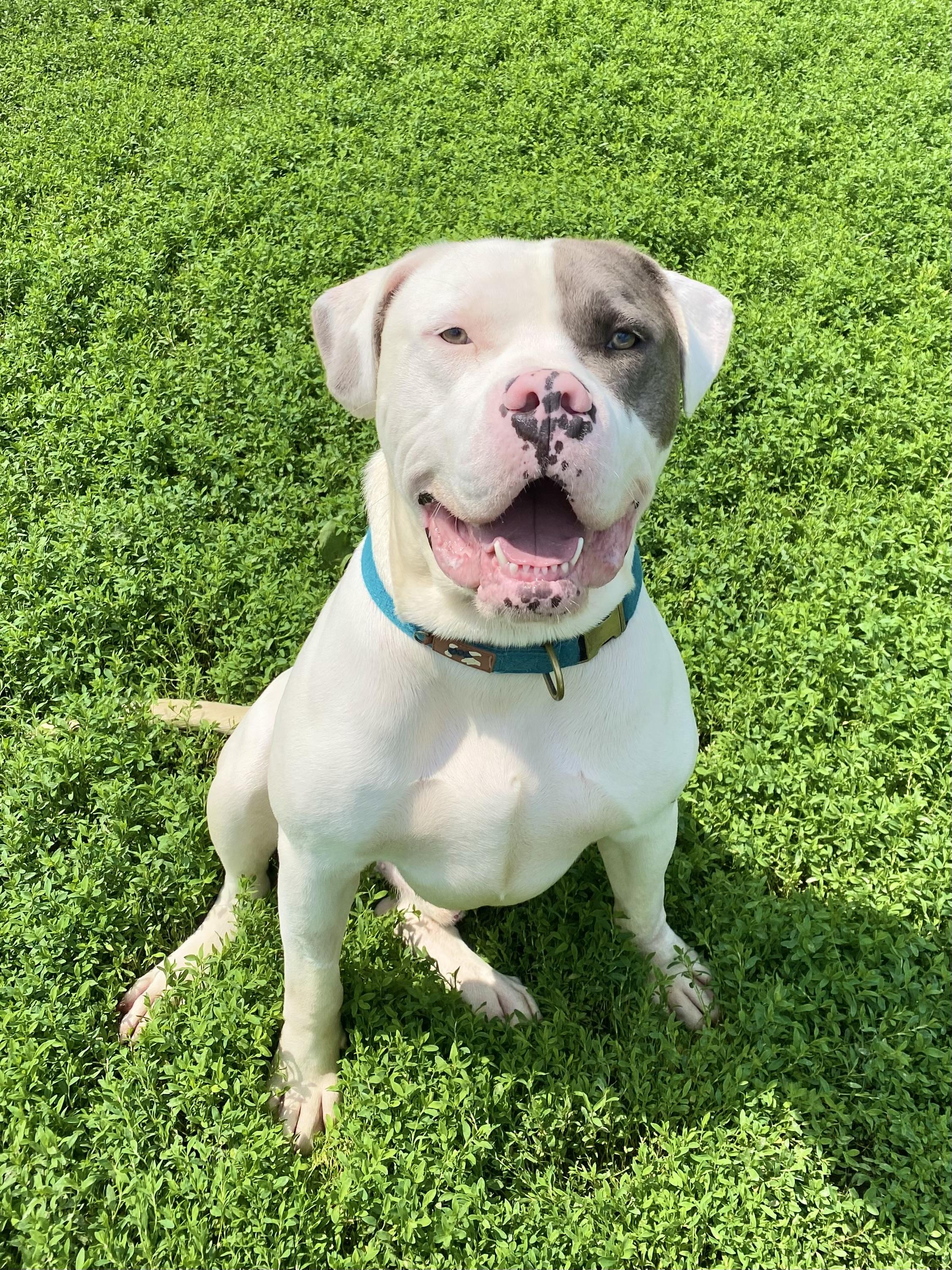 Enlarge Roopi, a Adopted mixed breed in Ilderton, ON image 1/6