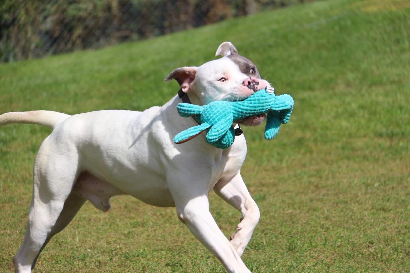 Enlarge Roopi, a Adopted mixed breed in Ilderton, ON image 6/6