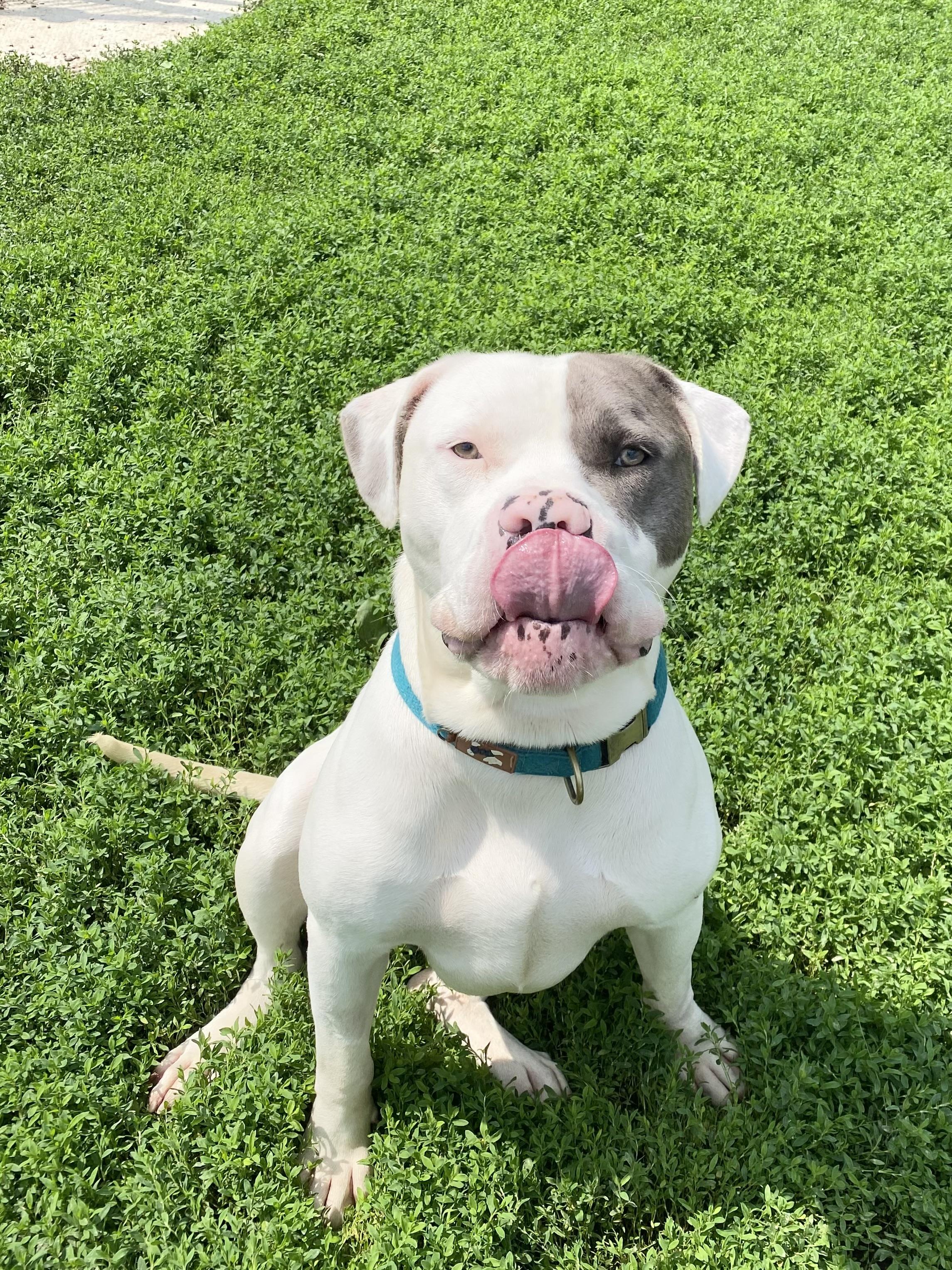 Enlarge Roopi, a Adopted mixed breed in Ilderton, ON image 3/6