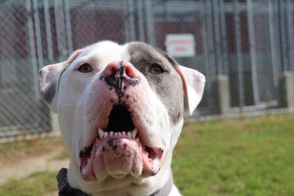 Enlarge Roopi, a Adopted mixed breed in Ilderton, ON image 5/6