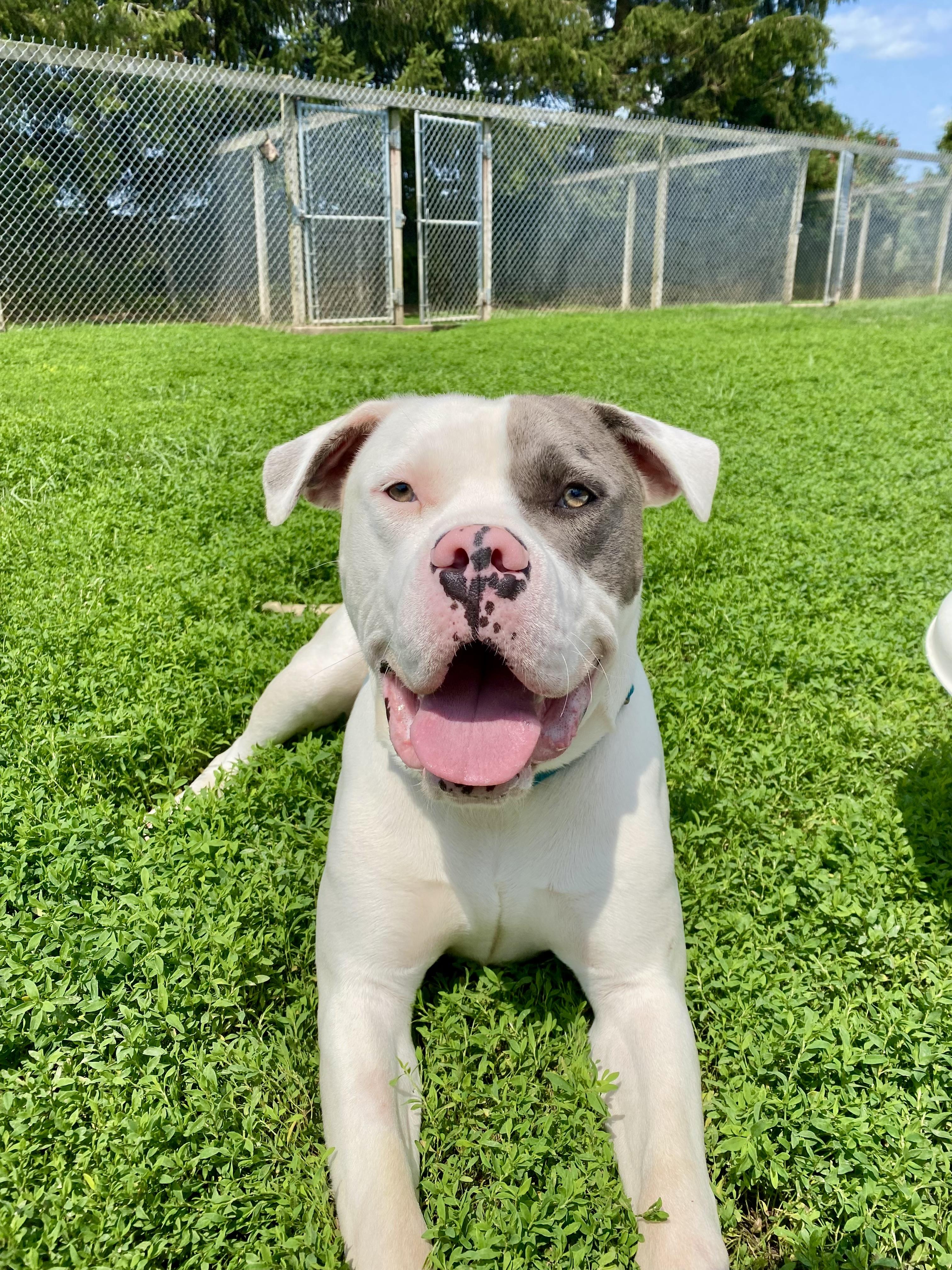 Enlarge Roopi, a Adopted mixed breed in Ilderton, ON image 2/6