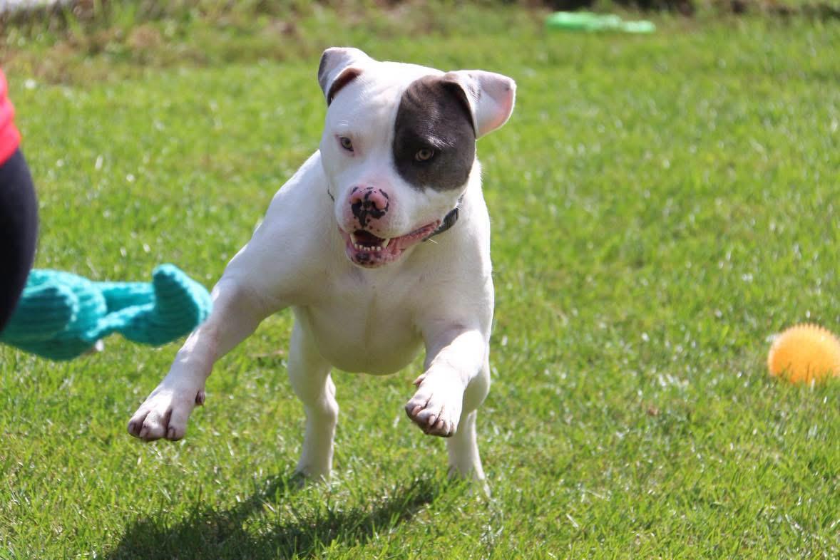 Enlarge Roopi, a Adopted mixed breed in Ilderton, ON image 4/6