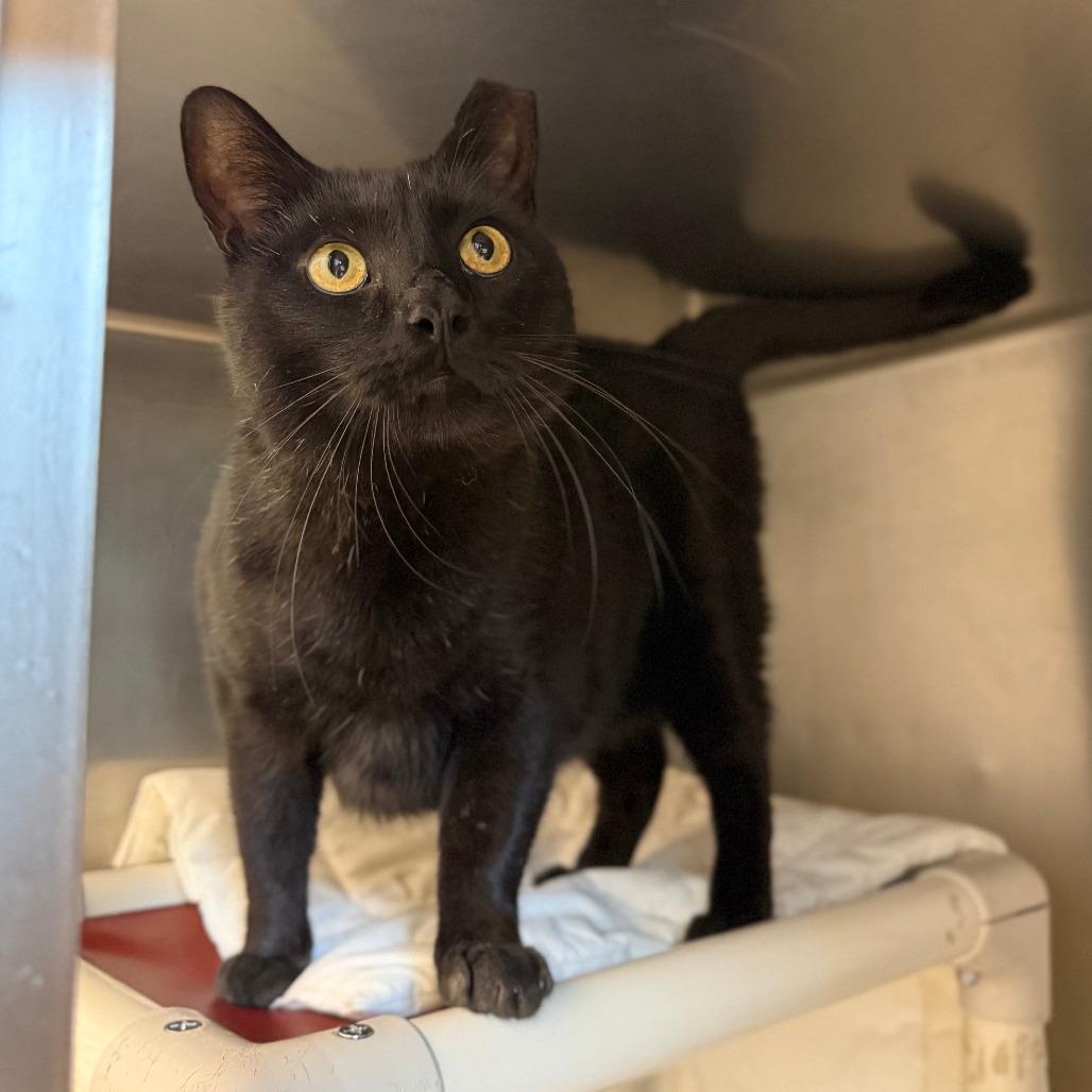 Enlarge Key Lime Pie, a Adoptable Domestic Short Hair in Marshall, VA image 2/6