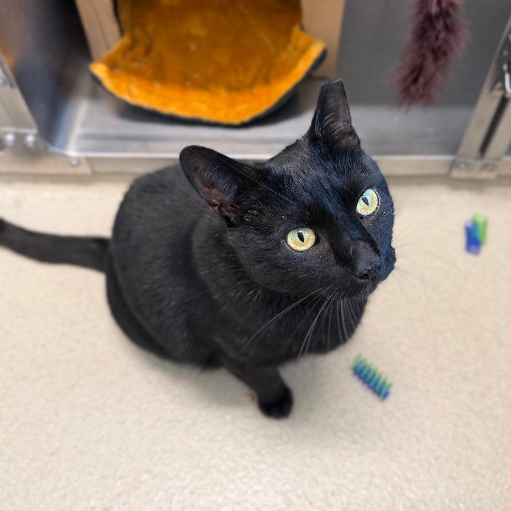 Enlarge Key Lime Pie, a Adoptable Domestic Short Hair in Marshall, VA image 5/6