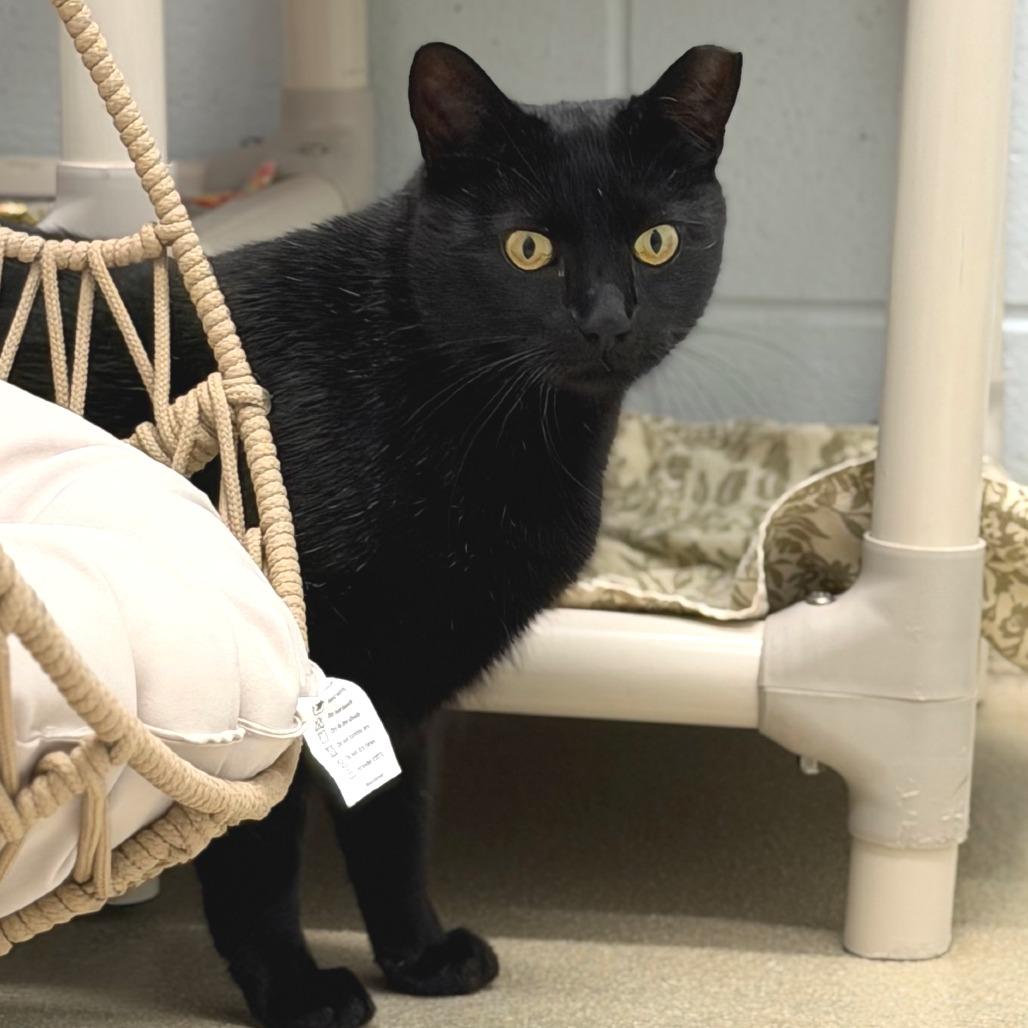 Enlarge Key Lime Pie, a Adoptable Domestic Short Hair in Marshall, VA image 6/6