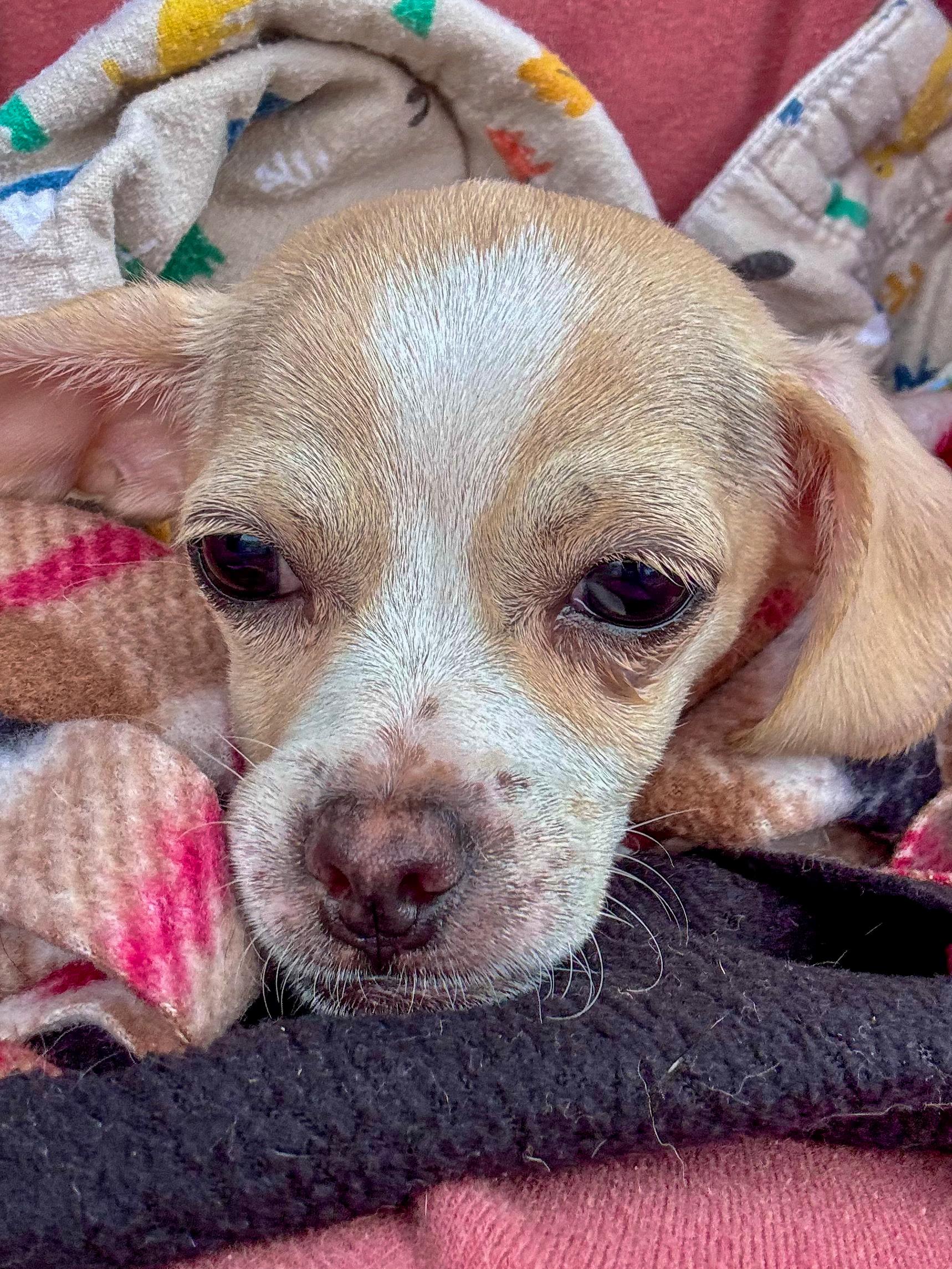 Enlarge GINA, an adopted mixed breed in Fresno, CA image 1/3