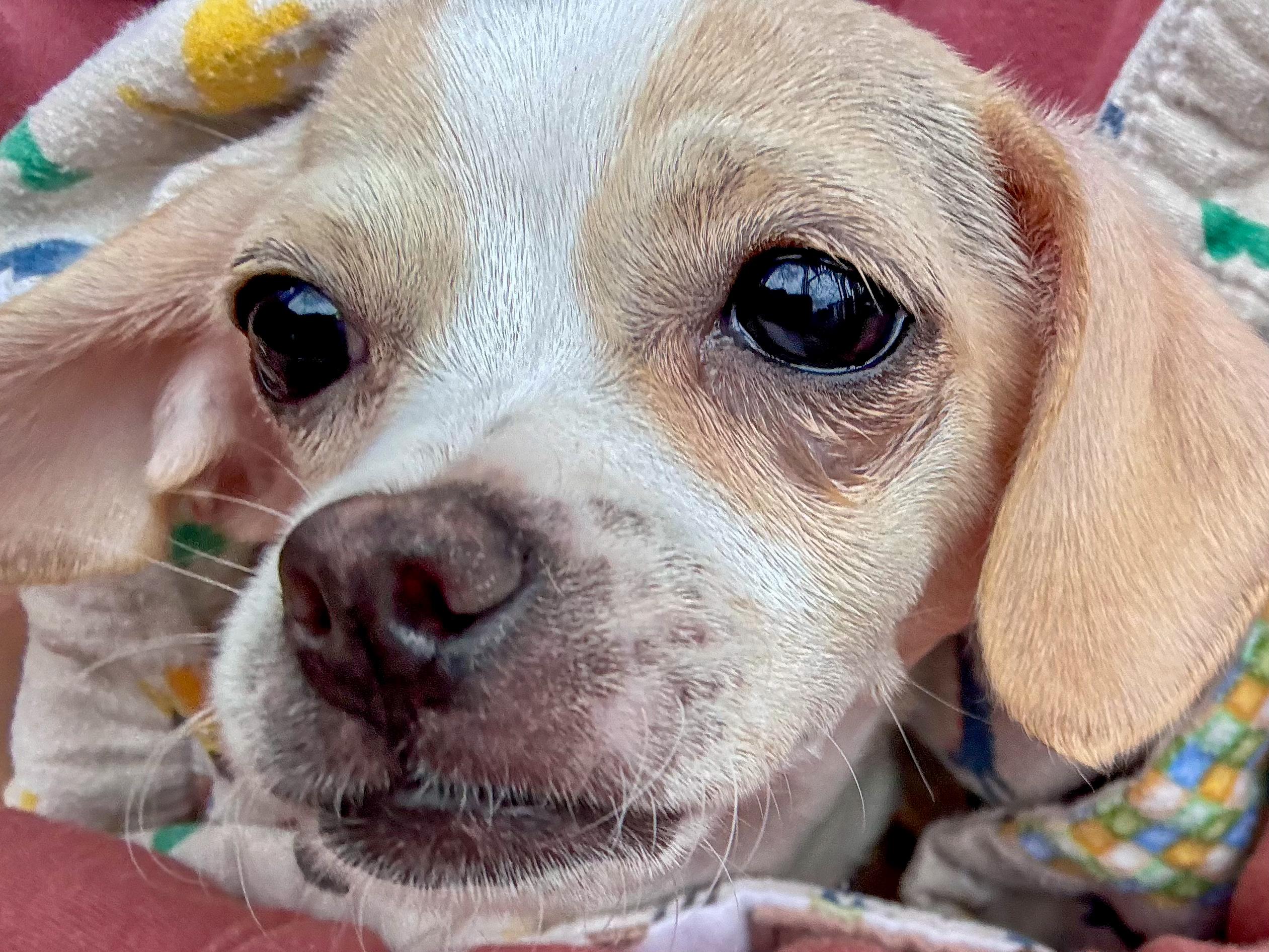 Enlarge GINA, an adopted mixed breed in Fresno, CA image 2/3