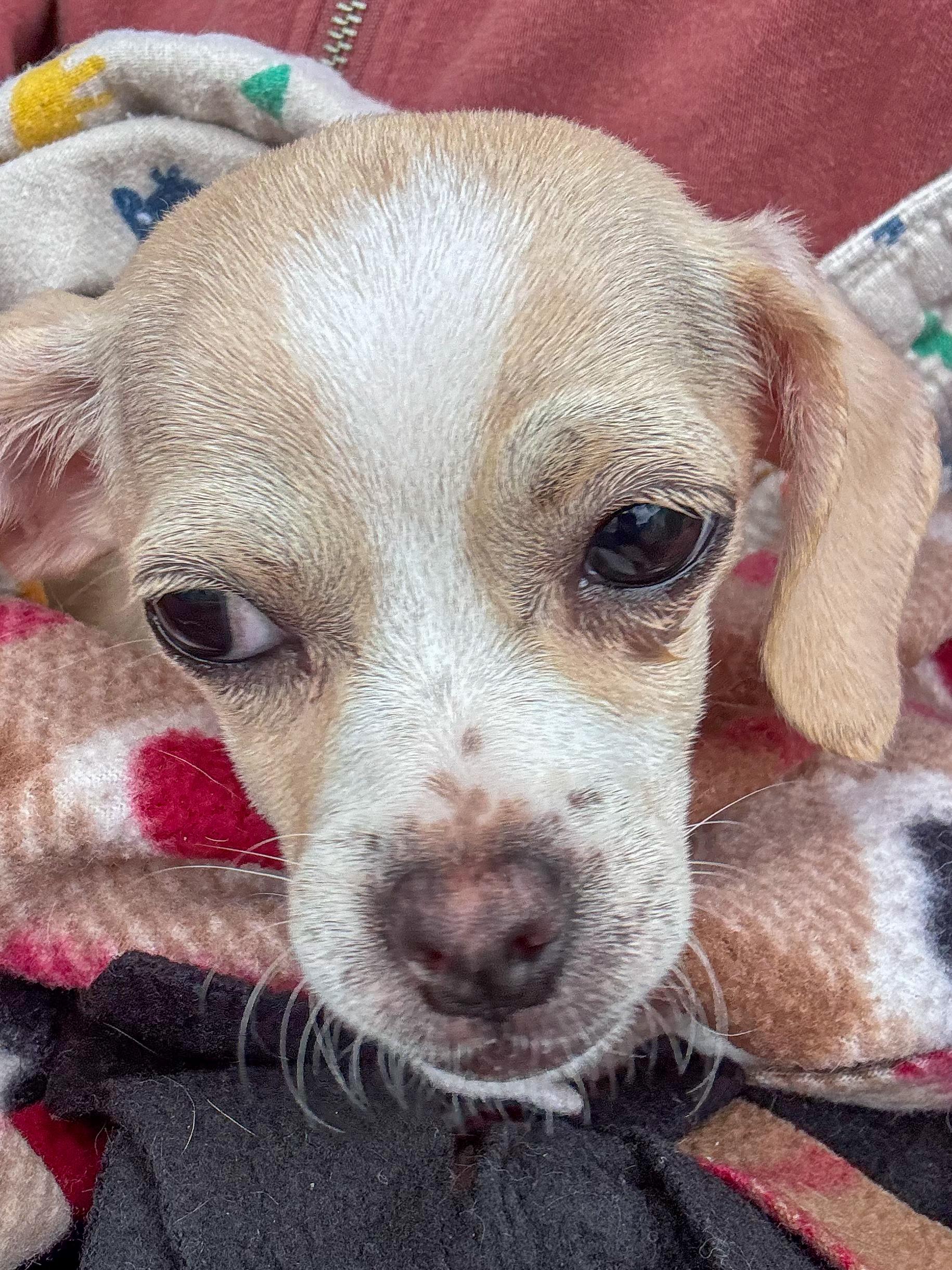 Enlarge GINA, an adopted mixed breed in Fresno, CA image 3/3