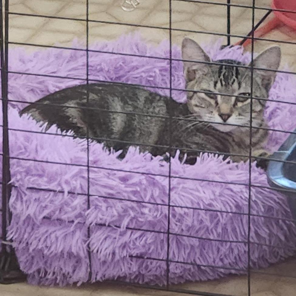 Dina, Adoptable, Young Female Domestic Short Hair.