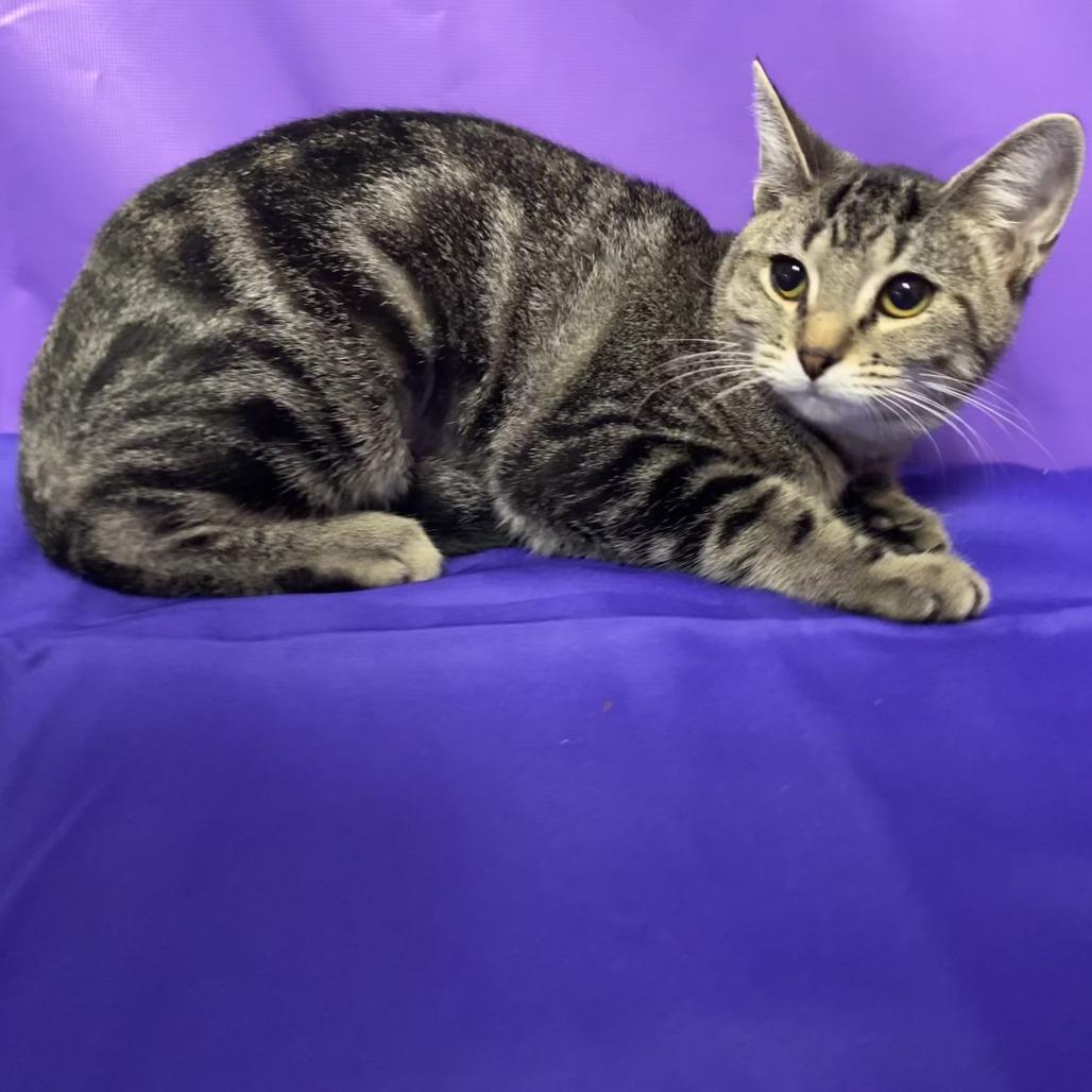 Dina, a Adoptable Domestic Short Hair in North Myrtle Beach, SC image 2/2