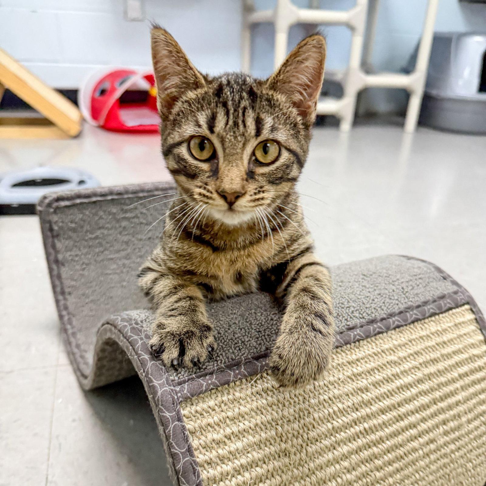 Enlarge Kelso, a Adoptable Domestic Short Hair in Sanford, NC image 1/3