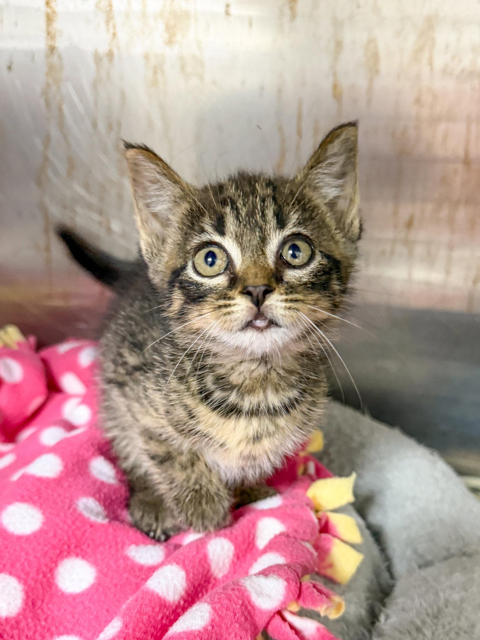 Enlarge Kelso, a Adoptable Domestic Short Hair in Sanford, NC image 1/1